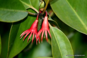 Howrah The Bengal Local