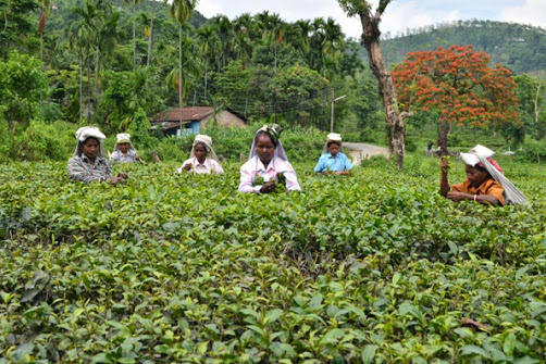 Tea Garden near Garubathan