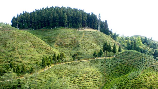 mirik